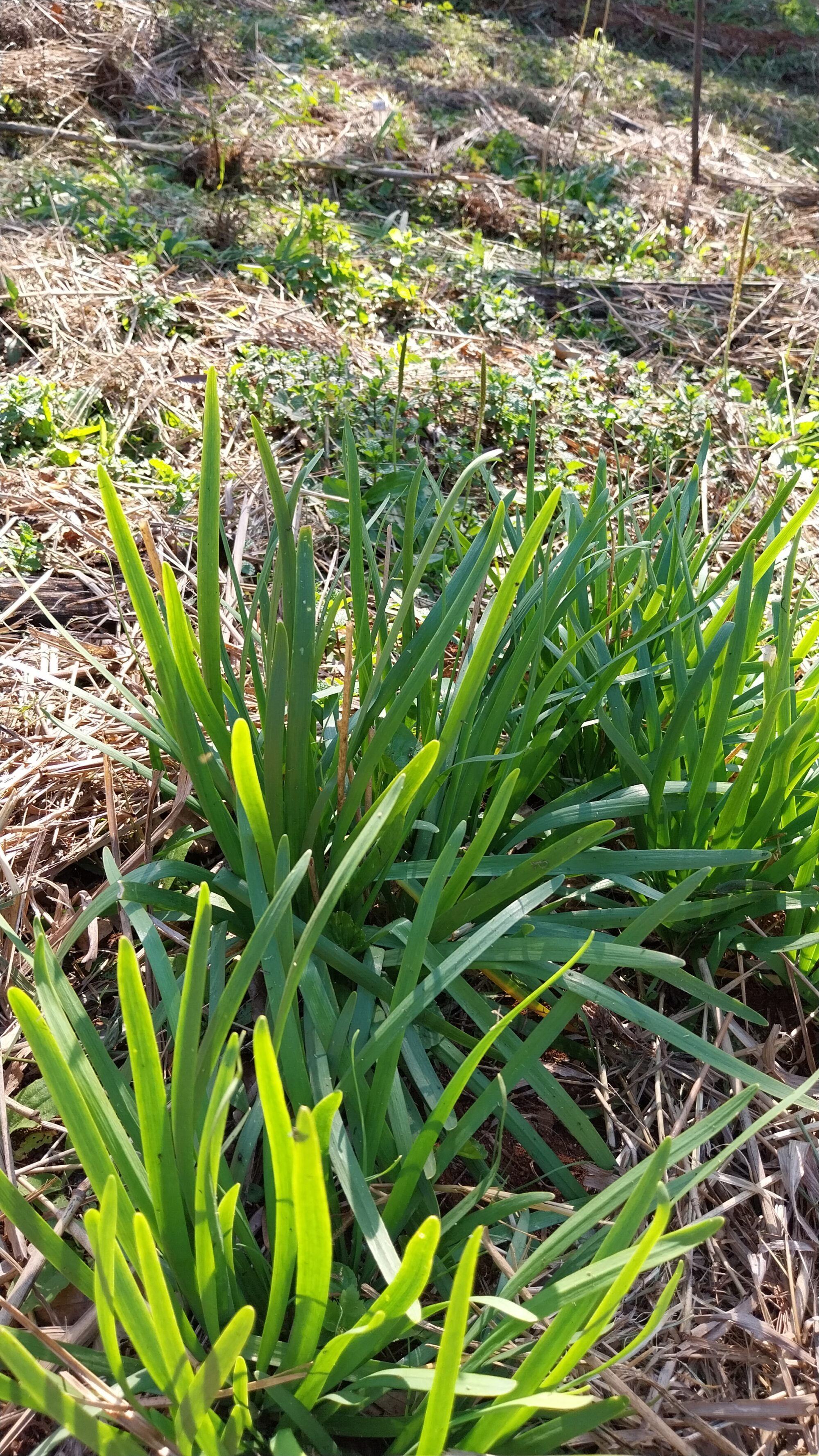 Cebolinha-chinesa - fresca - maço