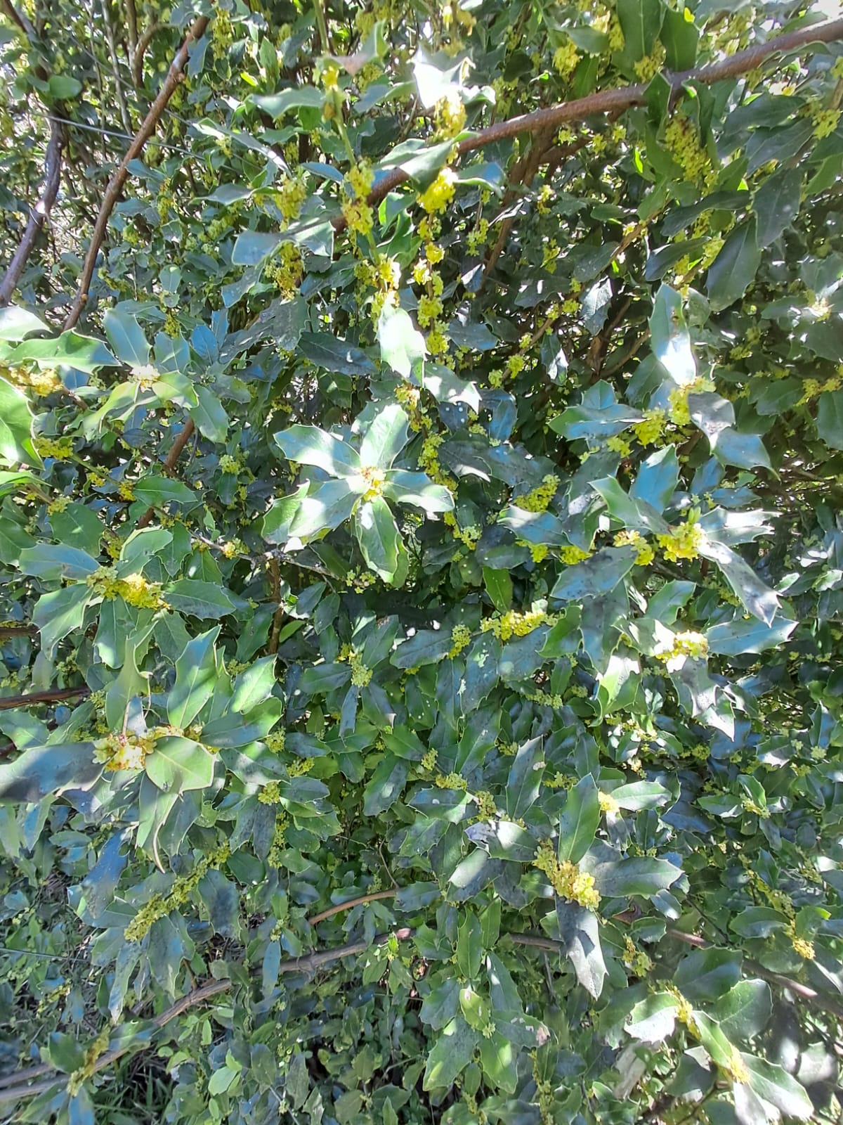 Chá de espinheira santa - 50g